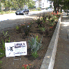 Guerrilla Gardening Beyond Your Apartment Community!