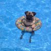 Pooch Plunge - Dog Day at the Pool
