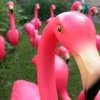 Camino Flamingo Treasure Hunt