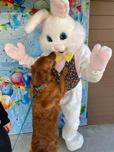 Easter Bunny with Pets and Peeps